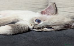 Ragdoll cats for sale: Ragdoll kitten  - Advert 5