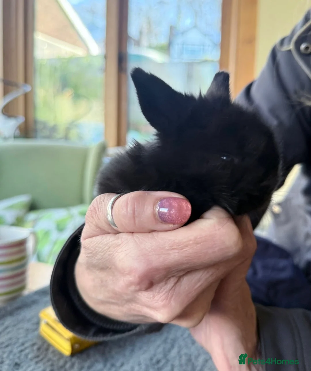 Netherland Dwarf rabbits for sale: Beautiful Netherland Dwarf & Mini lop bunnies  - Advert 14