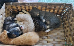 Mixed Breed cats for sale: 6 Gorgeous Kittens Looking for Forever Homes  - Image 31