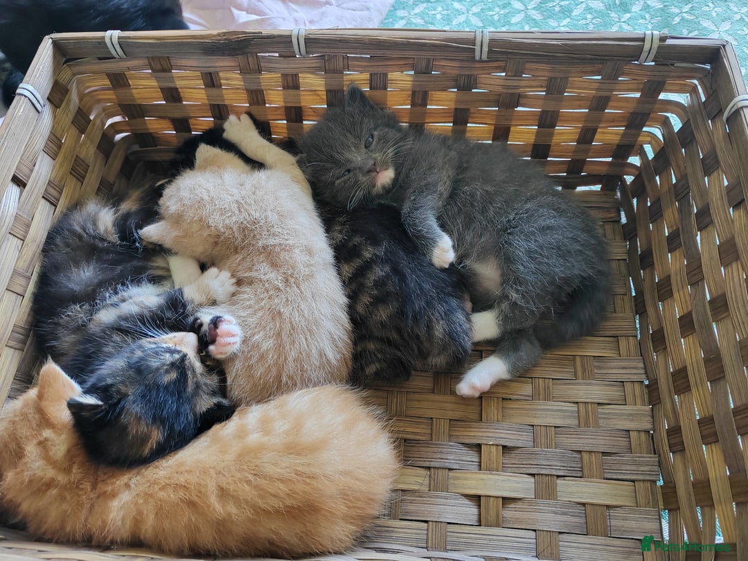Mixed Breed cats for sale: 6 Gorgeous Kittens Looking for Forever Homes  - Image 31