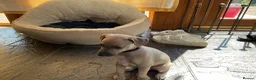 Italian Greyhound dogs for sale: Gorgeous Kc reg Italian greyhound  - Advert 32