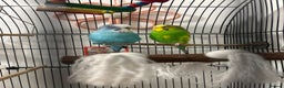 Budgerigars birds for sale: Two very handsome budgies  - Advert 1