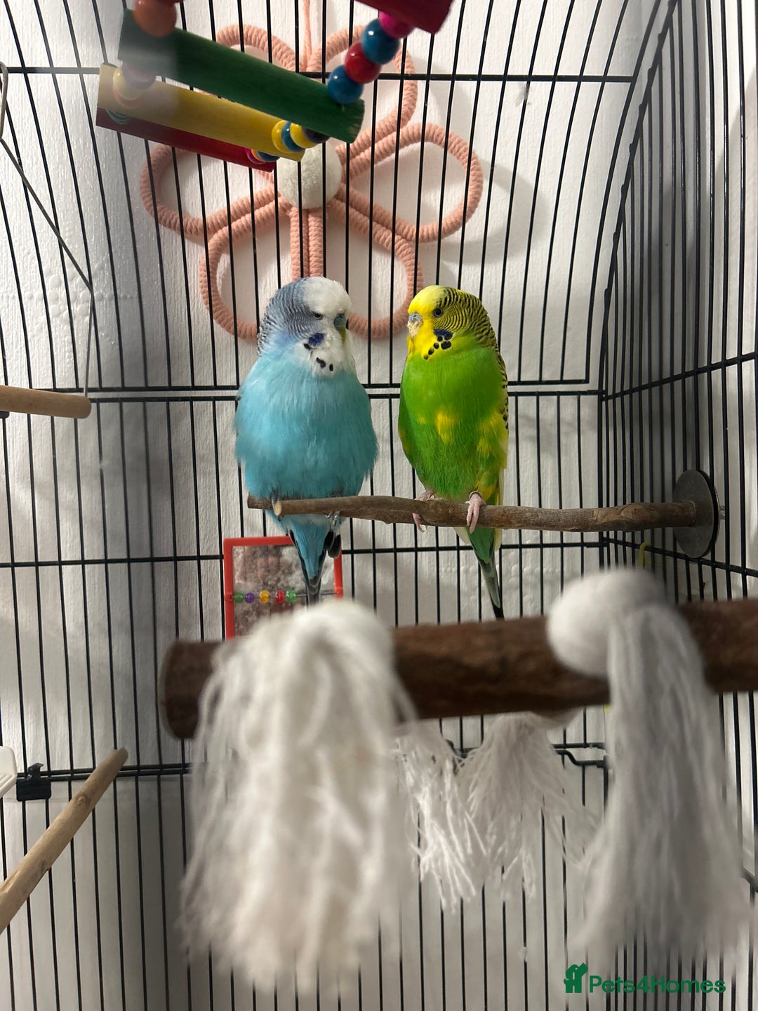 Budgerigars birds for sale: Two very handsome budgies  - Advert 1