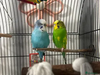 Budgerigars birds Two very handsome budgies - Advert 9