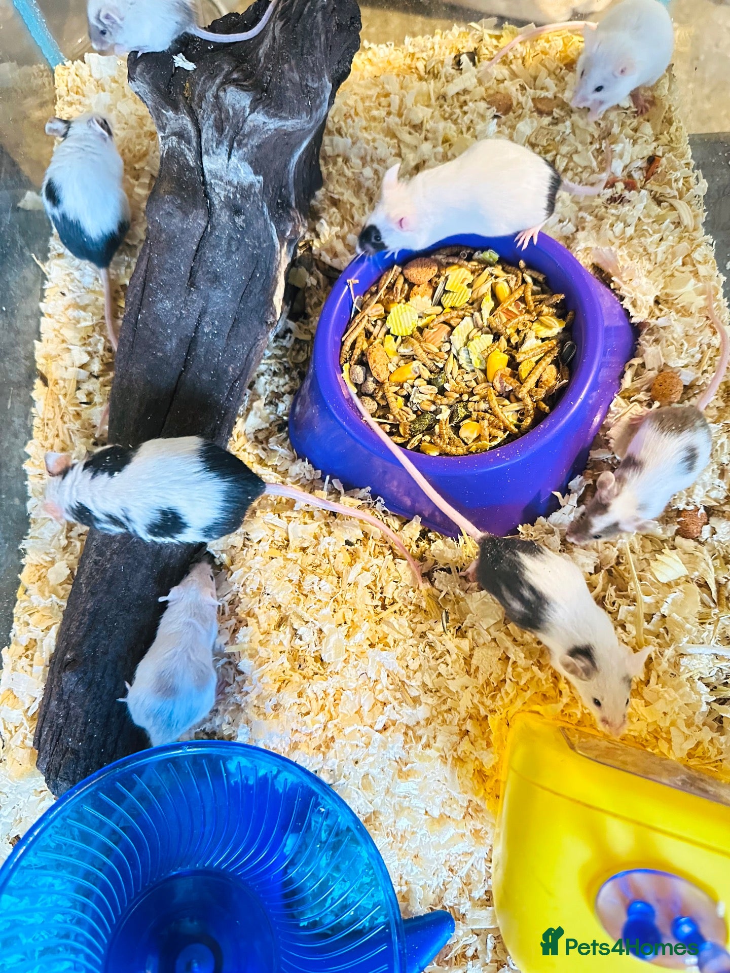 Mouse rodents Female Fancy Mice! 🐁 🐭  - Advert 15