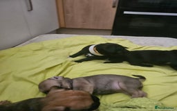 Mixed Breed dogs for sale: Reduced to 400 - Image 17