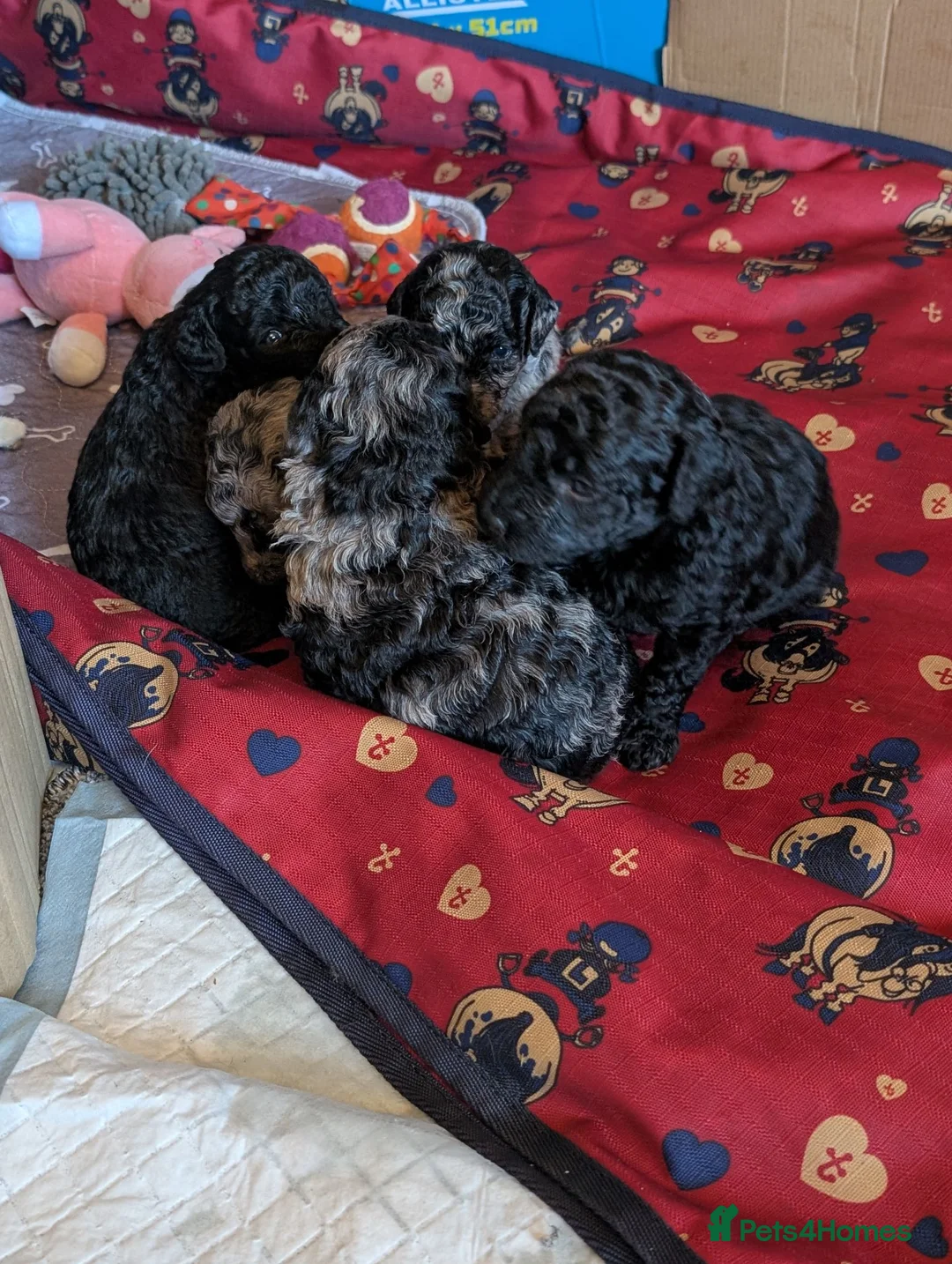 Cockapoo dogs for sale: Cockerpoo - Advert 2