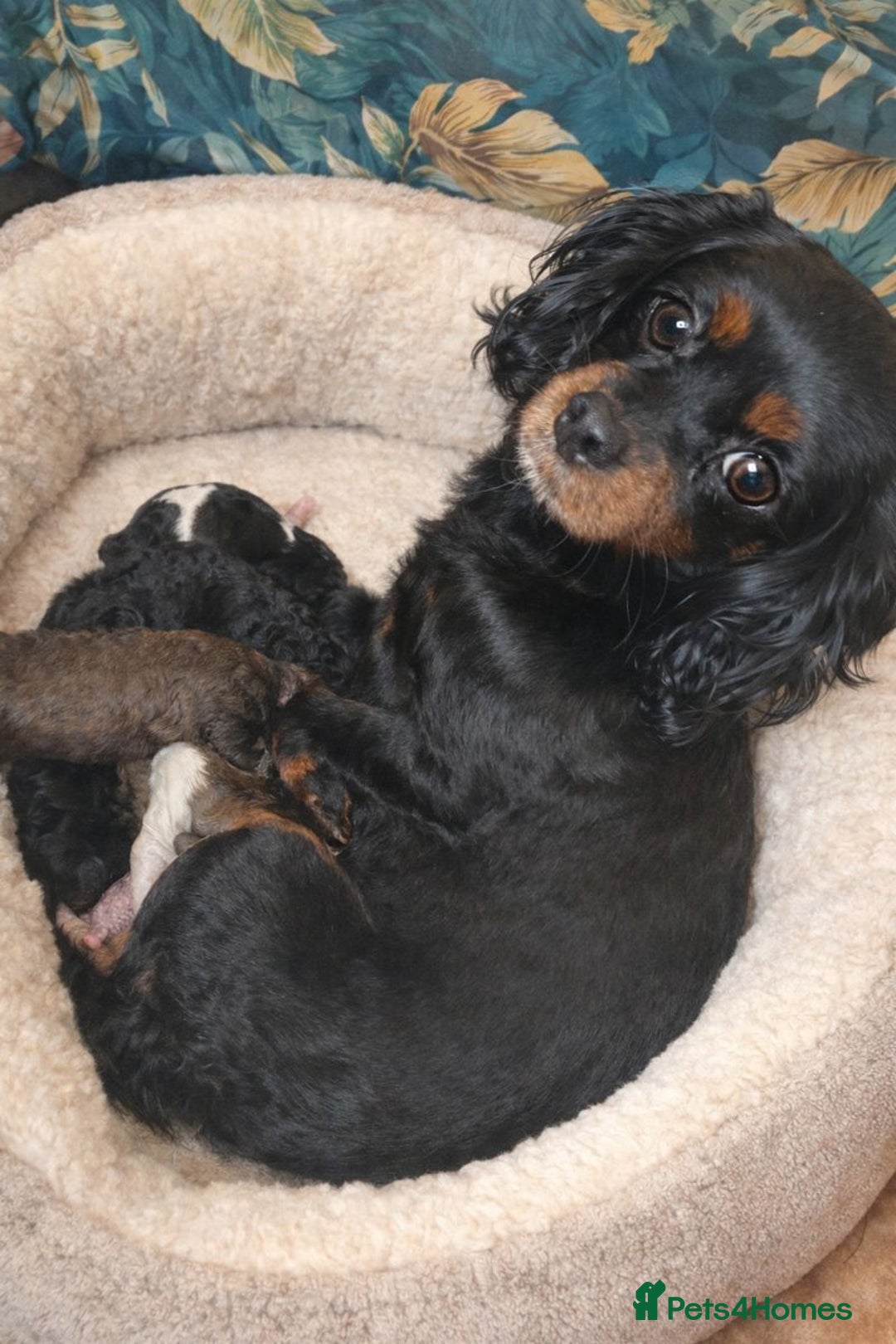 Cavapoo dogs for sale: Stunning toy cavapoo puppies  - Advert 4