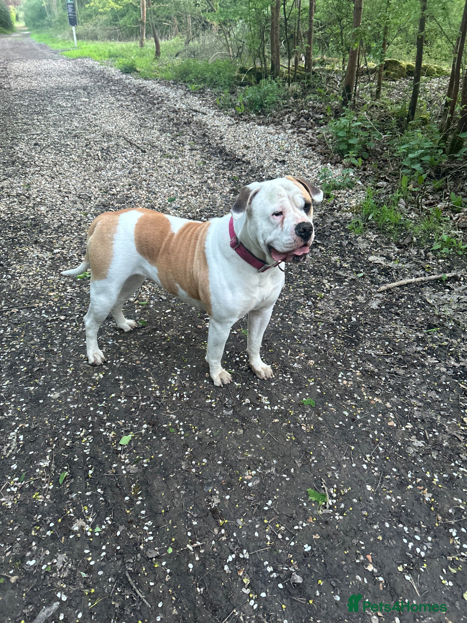 American Bulldog dogs for sale: American bulldog Scott type female 3 years old - Advert 3