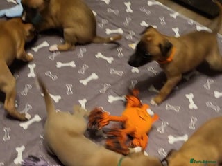 Whippet dogs 💕3 Boys & 1 Girl remaining 💕 - Advert 2