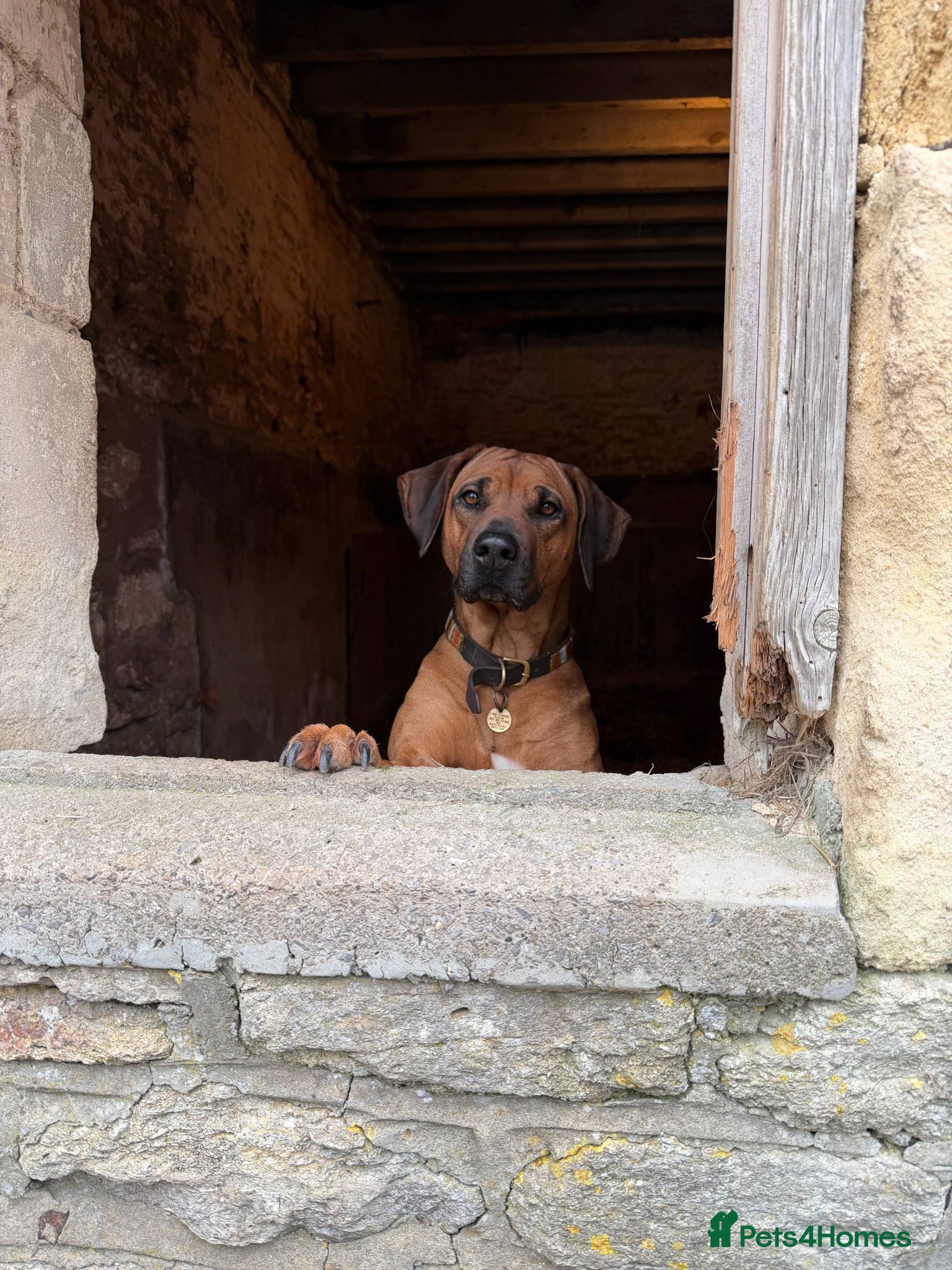 Rhodesian Ridgeback dogs for sale: Waiting List Open - Due 12th June in Melksham - Advert 4