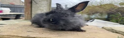 Mixed Breed rabbits for sale: Mixed breed males for sale  - Advert 5