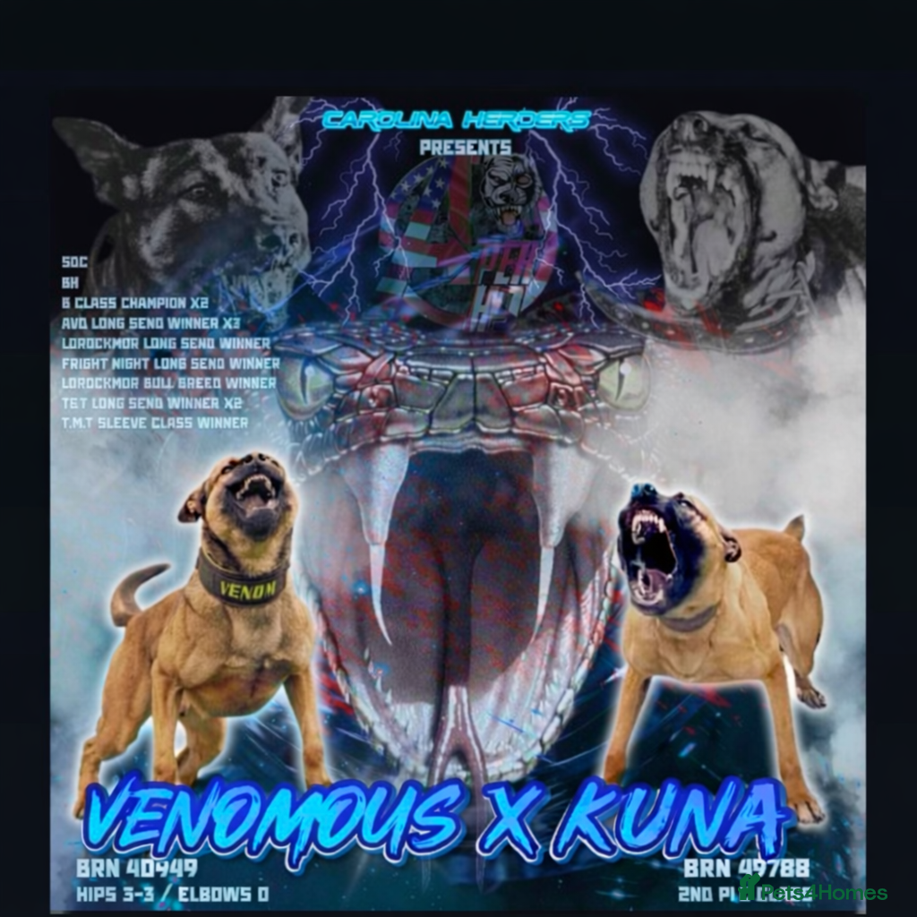 Belgian Shepherd Dog dogs Belgium malinois puppies for sale  - Advert 8