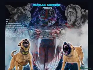 Belgian Shepherd Dog dogs Belgium malinois puppies for sale - Advert 3