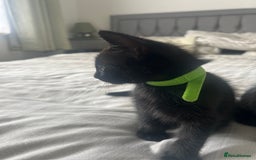 Bombay cats for sale: Lovely playful kittens  - Image 7