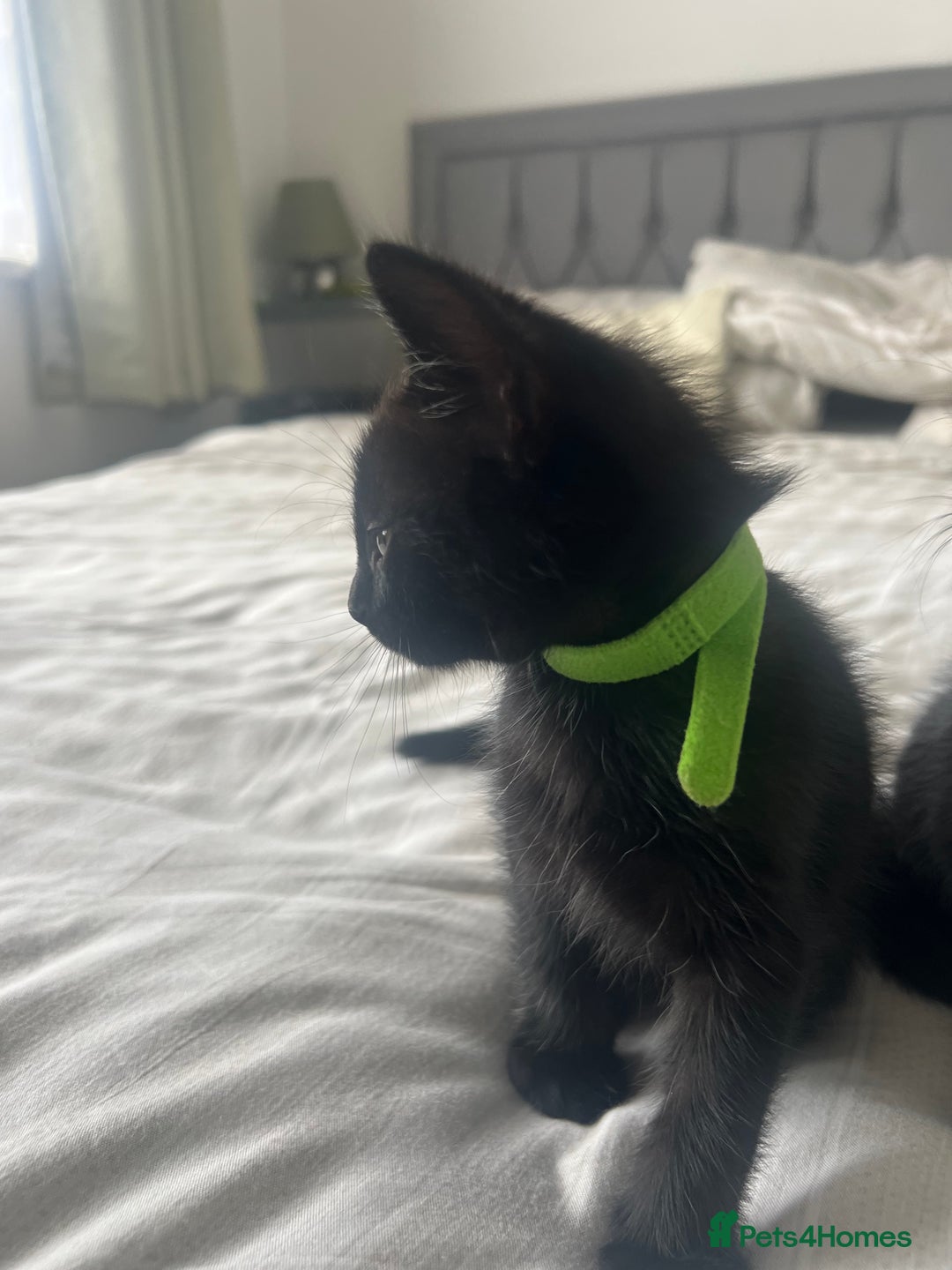 Bombay cats for sale: Lovely playful kittens  - Image 7