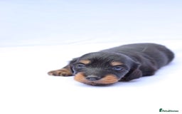 Miniature Dachshund dogs for sale: Ready now miniature long haired dachshunds in Stowmarket - Image 9