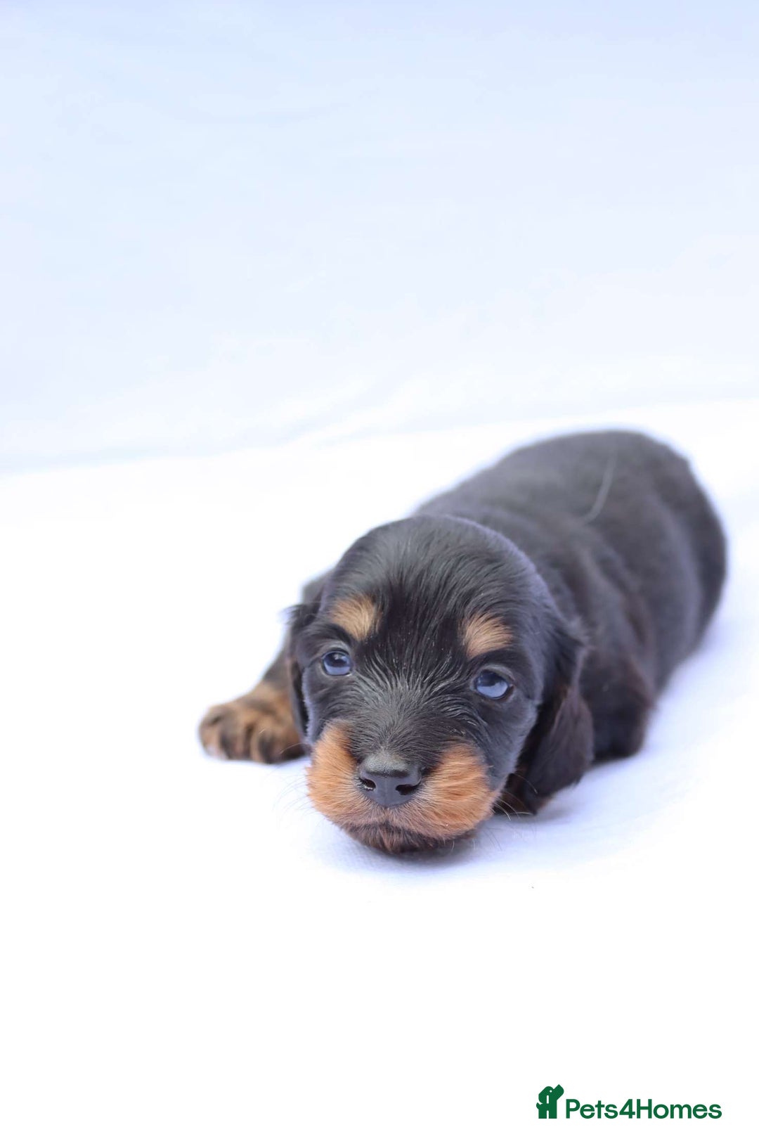 Miniature Dachshund dogs for sale: Ready now miniature long haired dachshunds in Stowmarket - Image 9