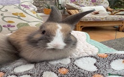 Angora rabbits for sale: Indoor raised Angora~ vaccinated  - Image 3