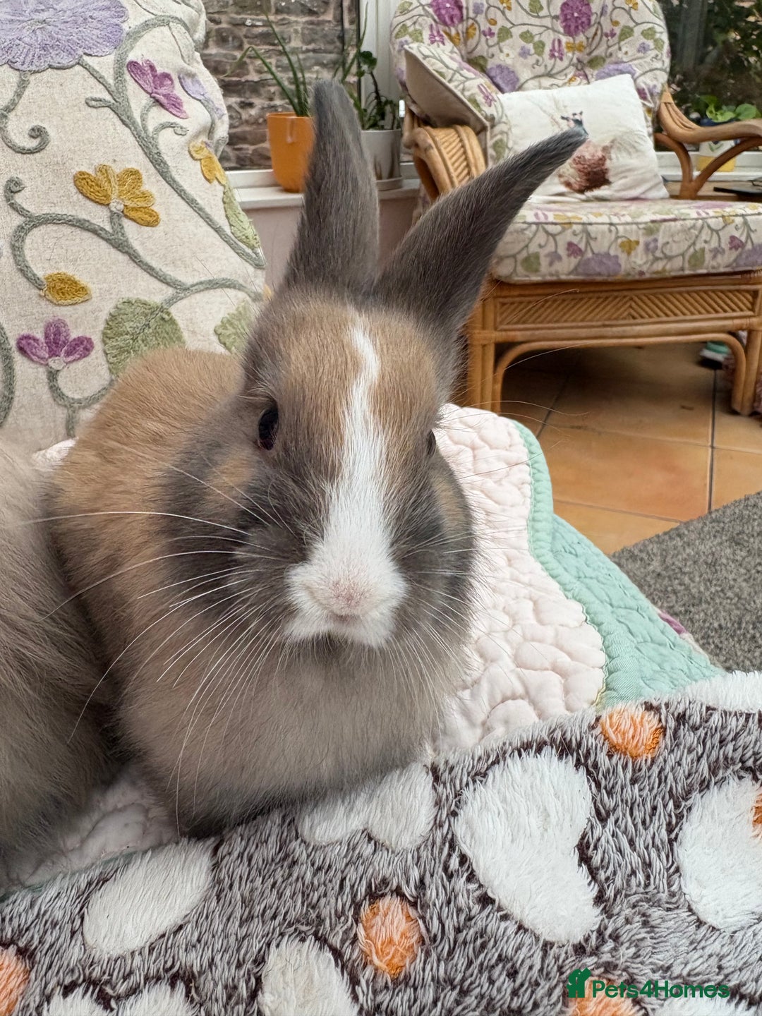 Angora rabbits for sale: Indoor raised Angora~ vaccinated  - Image 3