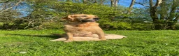 Golden Retriever dogs for sale: 🐾 Truly special KC Puppies in Builth Wells - Advert 12