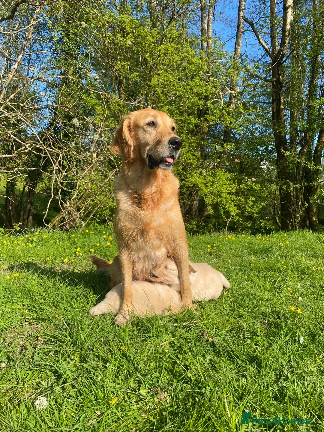 Golden Retriever dogs for sale: 🐾 Truly special KC Puppies in Builth Wells - Advert 12