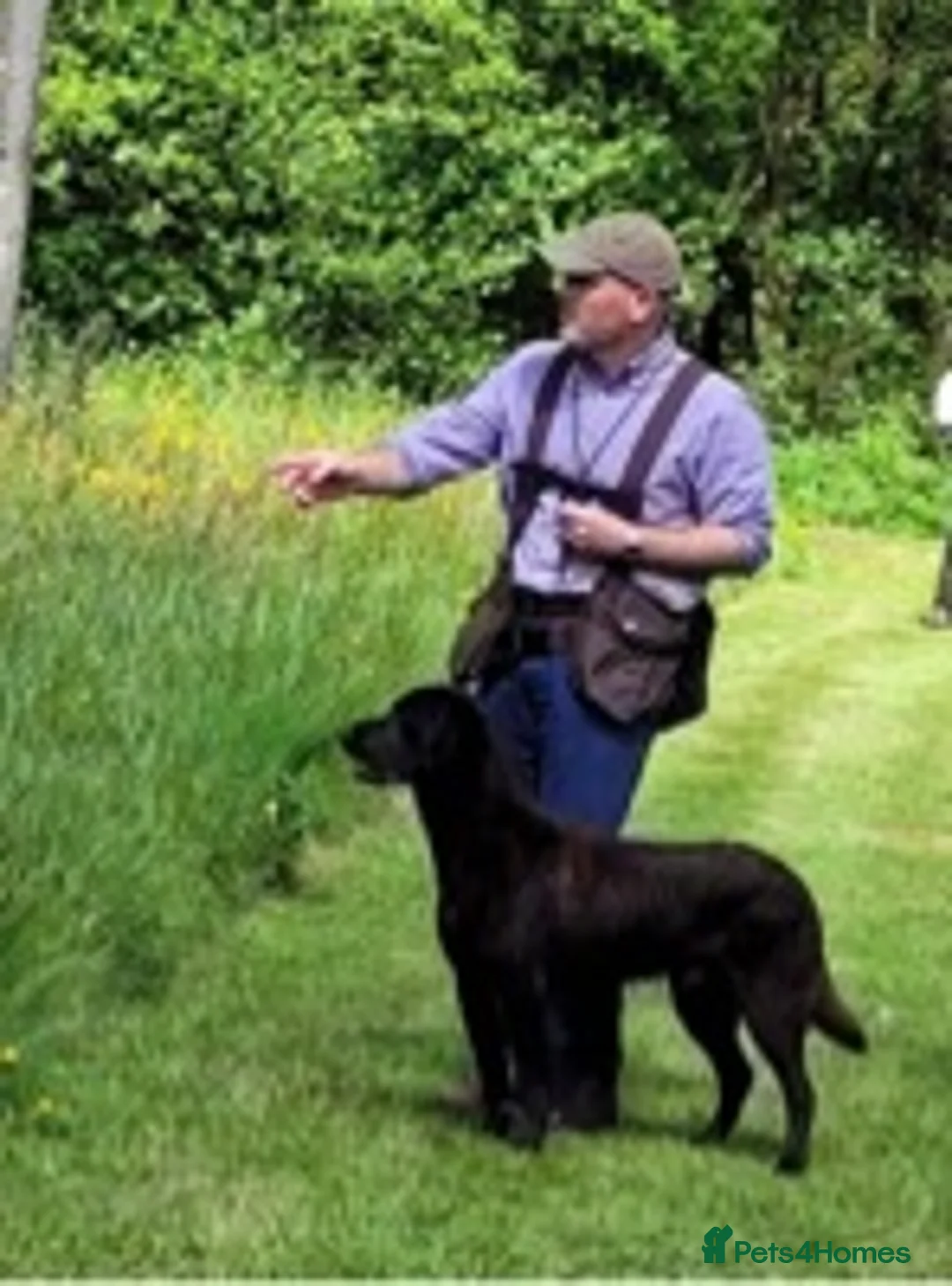 Labrador Retriever dogs for stud: FIELD TRIAL CHAMPION AT STUD  in Usk - Advert 3