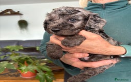 Cockapoo dogs for sale: Unique Rare Merle F1B Cockapoo Puppies - Image 9