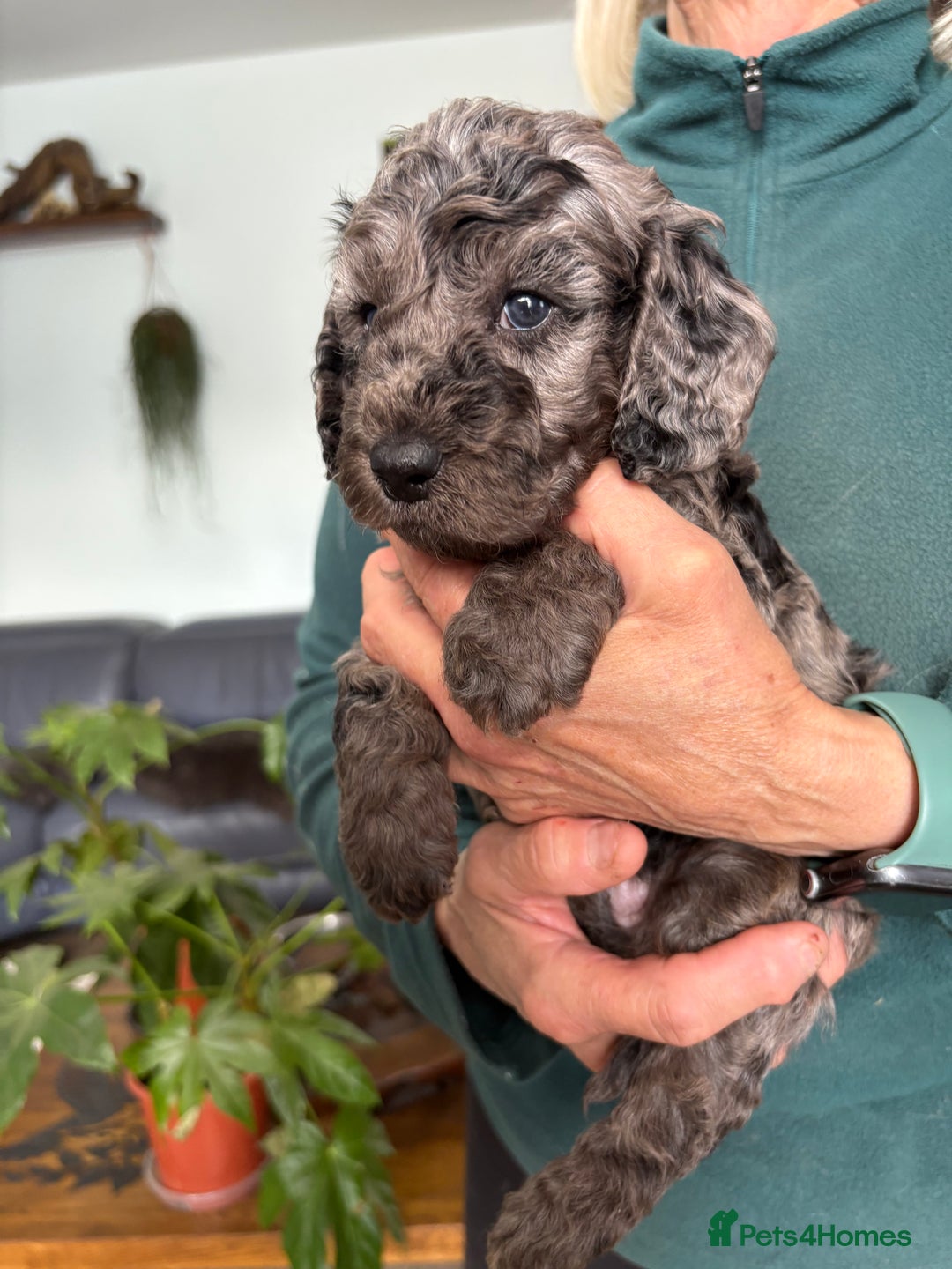 Cockapoo dogs for sale: Unique Rare Merle F1B Cockapoo Puppies - Image 9