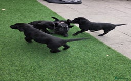Labrador Retriever dogs for sale: 🐾 Labrador Puppies for Sale - Image 2