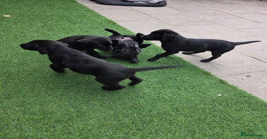 Labrador Retriever dogs - Advert 7