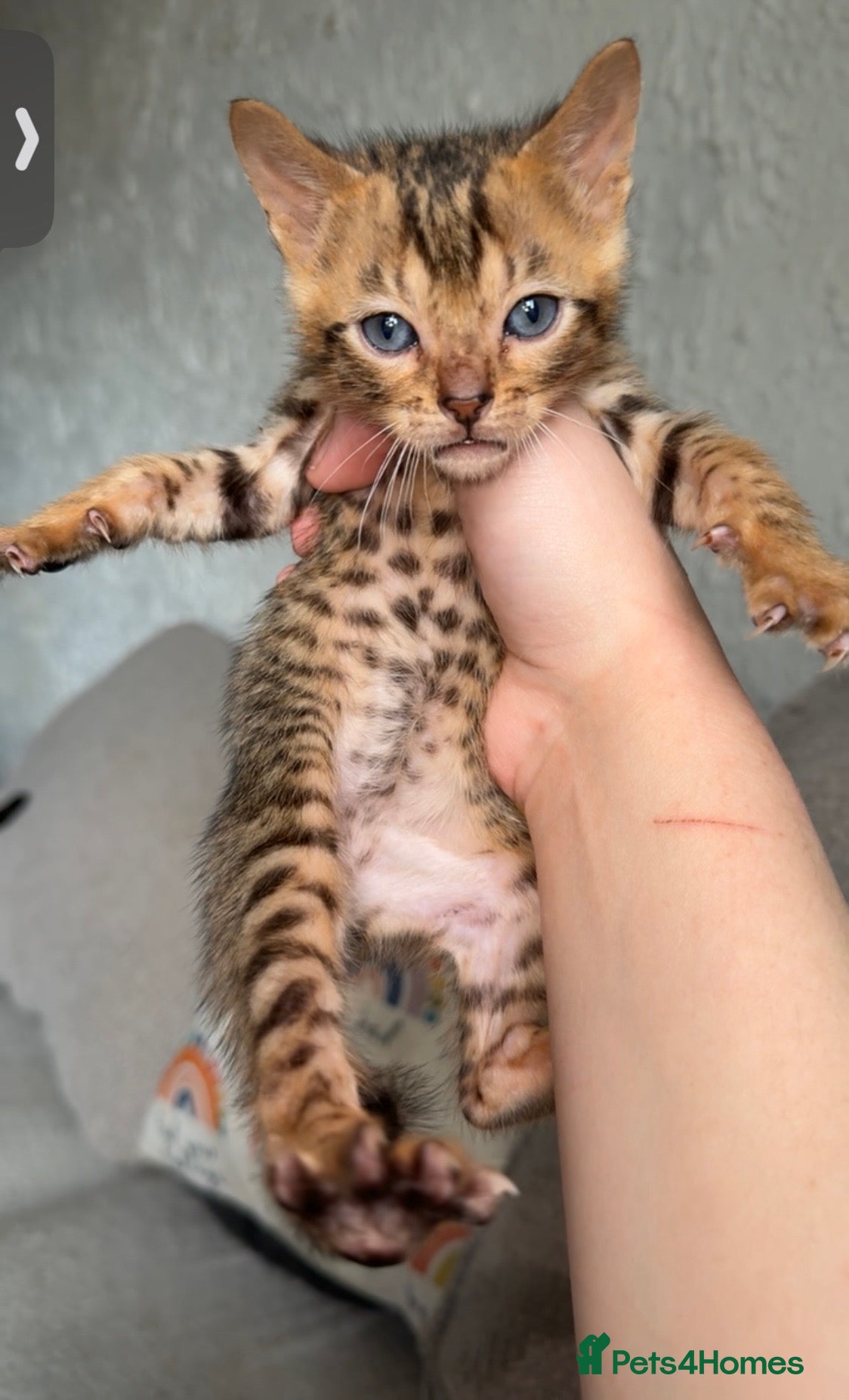 Bengal Kitten 4