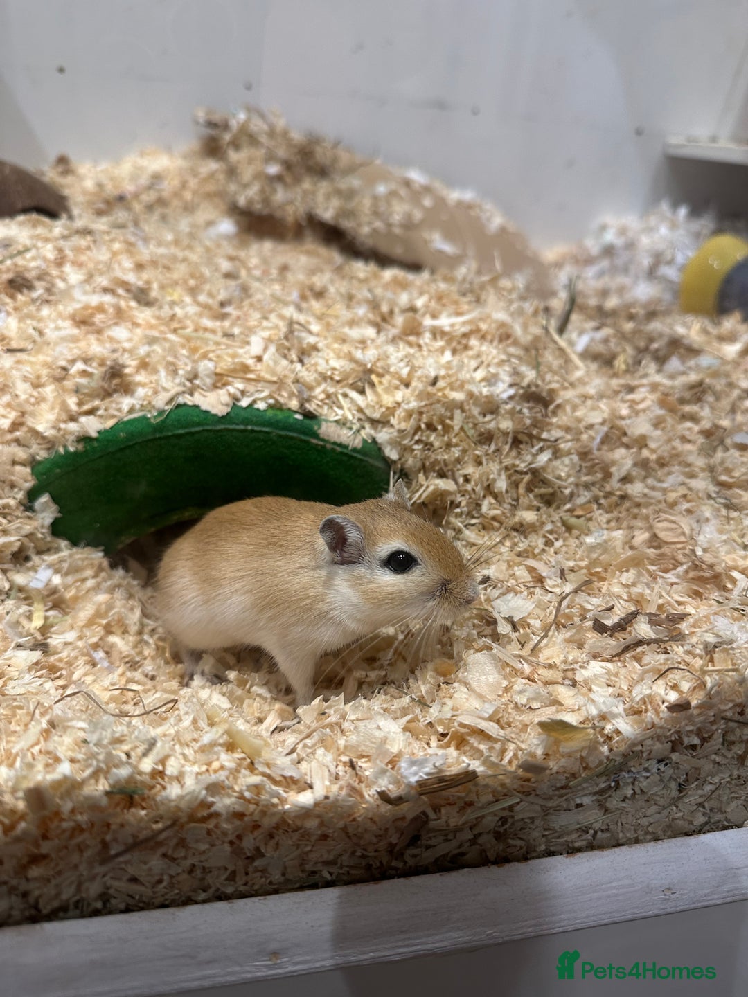 Gerbil rodents for sale: 2 male gerbils for sale - Image 3