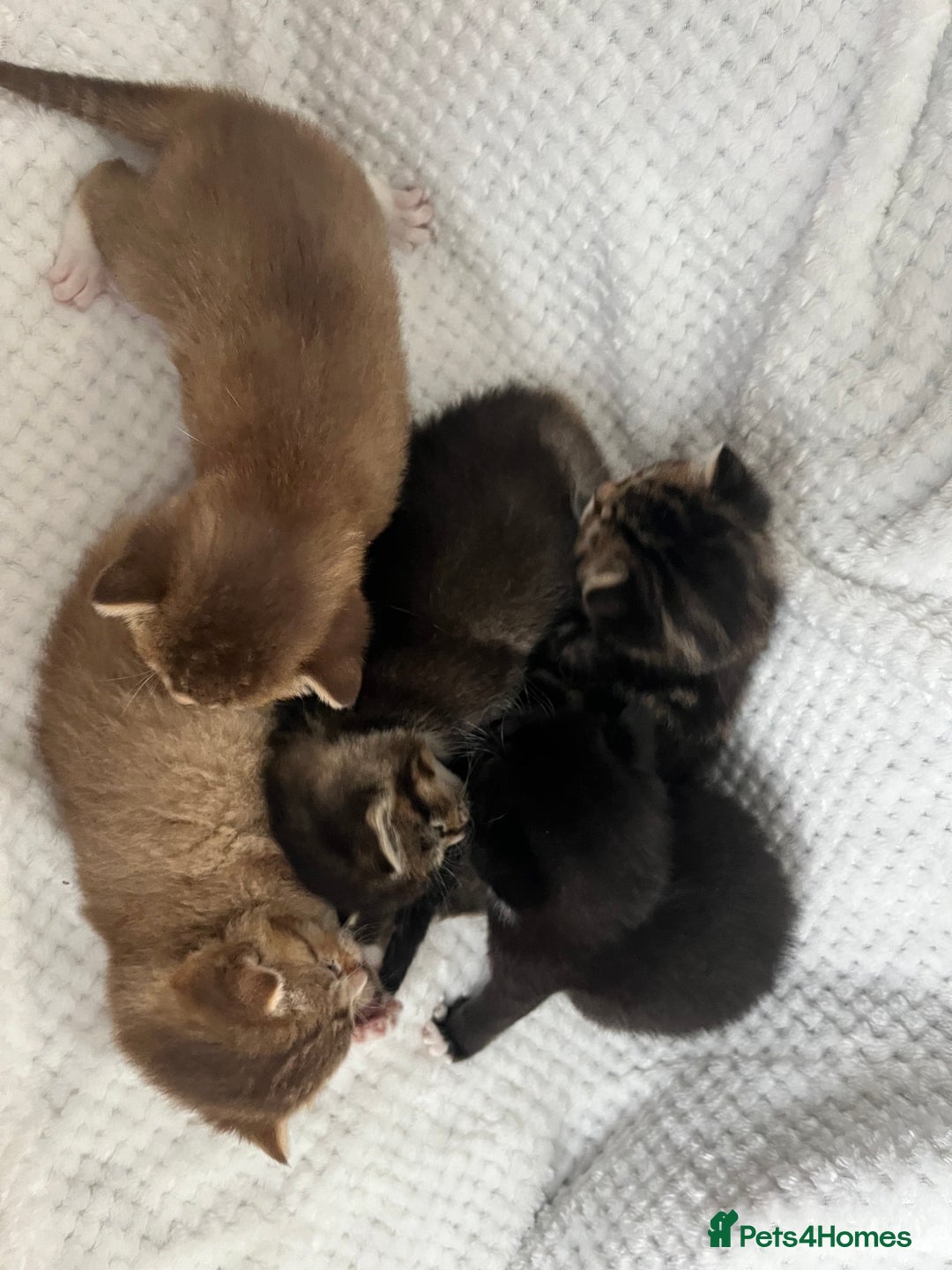 British Shorthair cats for sale: 5 beautiful British shorthair kittens - Image 11