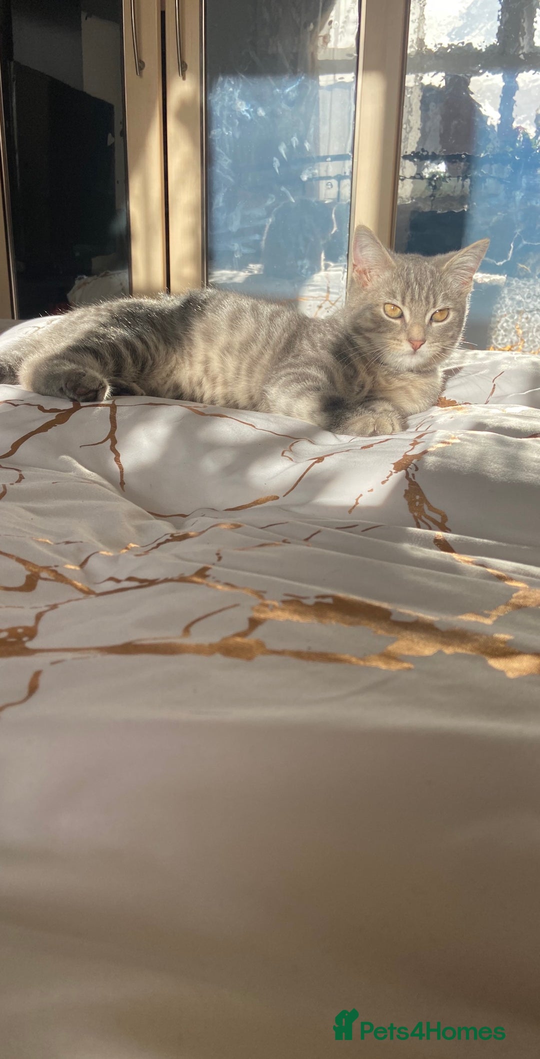 Mixed Breed cats for sale: 🫶🫶 Last kitten- MALE - 4months 🫶🫶 - Advert 4