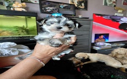 Morkie dogs for sale: Stunning F1 Morkie Puppies - Image 9