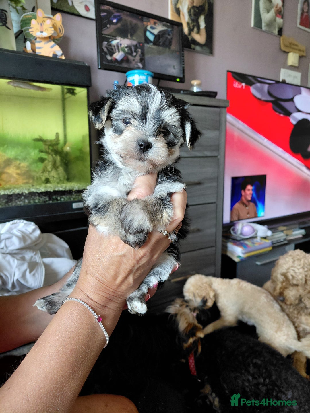 Morkie dogs for sale: Stunning F1 Morkie Puppies - Image 9