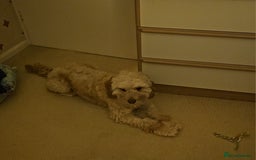 Cavachon dogs for sale: Brother and sister Cavapoochons - Image 4