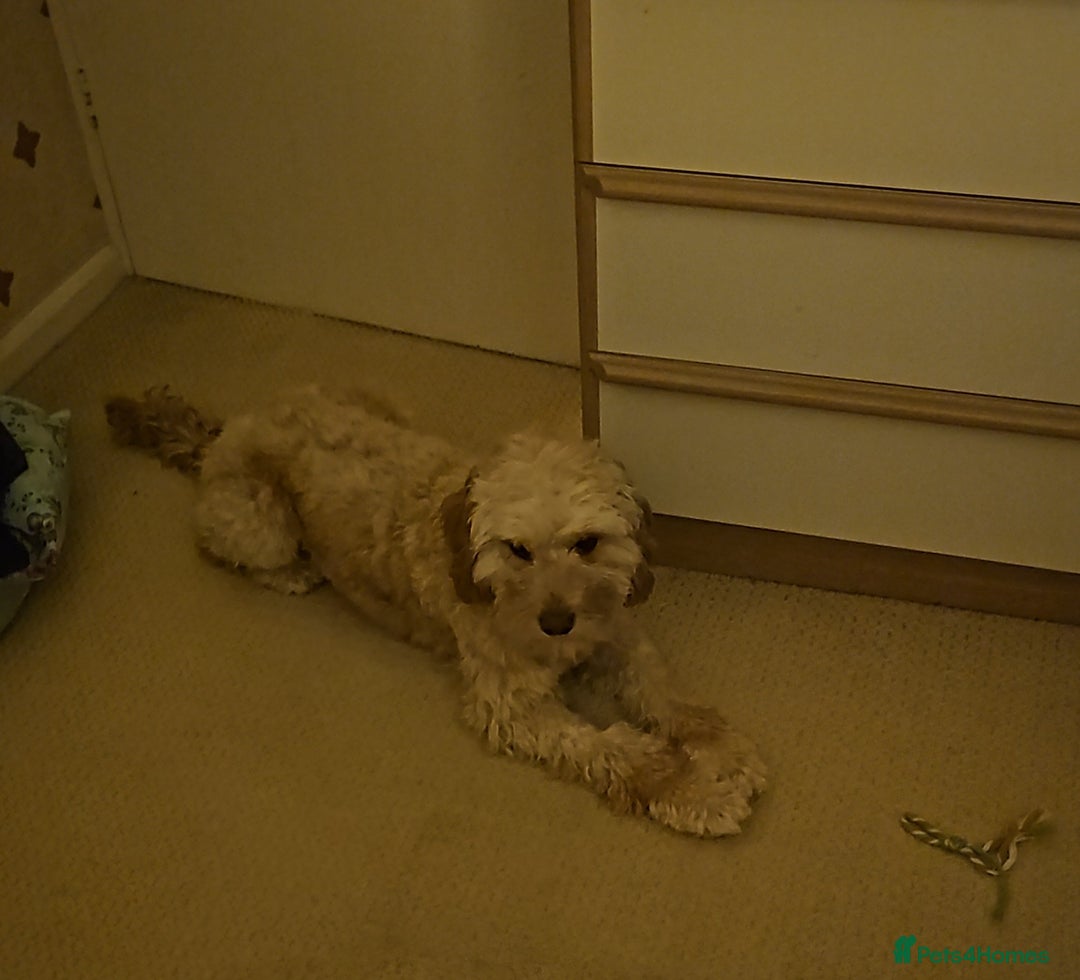 Cavachon dogs for sale: Brother and sister Cavapoochons - Image 4