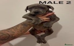 Cane Corso dogs for sale: Cane Corso Puppies READY NOW!!! - Image 3