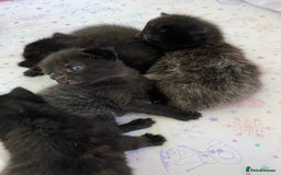 Domestic Shorthair cats for sale: Black kittens - Image 7