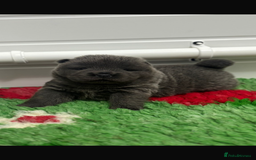 Chow Chow dogs for sale: Beautiful blue chow chow litter 💙 - Image 12