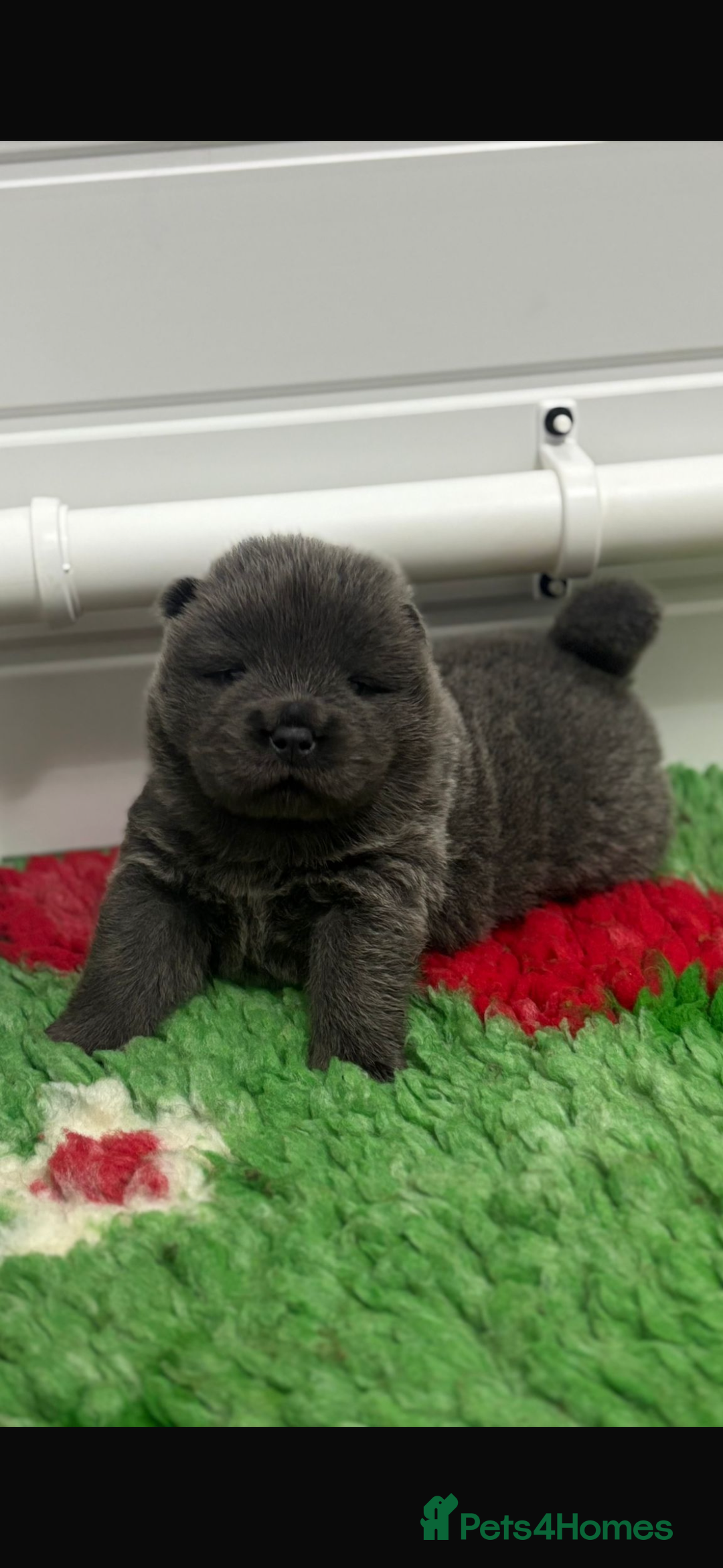 Chow Chow dogs for sale: Beautiful blue chow chow litter 💙 - Image 12