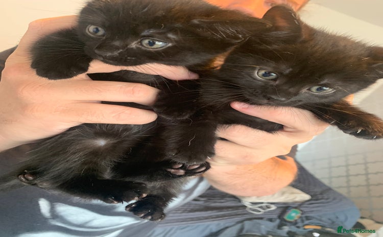 Mixed Breed cats for sale - Advert 1