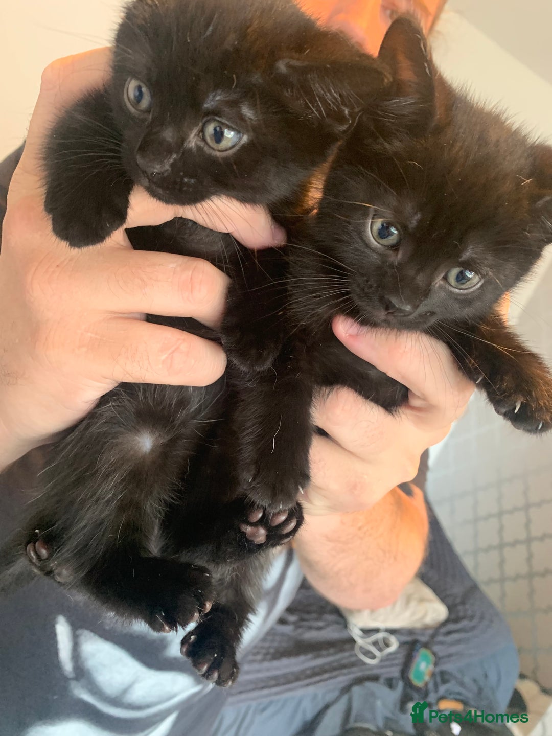 Mixed Breed cats for sale: Boy kitten looking for he’s for ever home  - Image 1