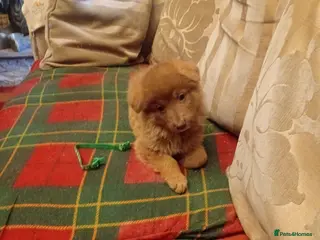 German Shepherd dogs ONLY TWO BLUE EYED ISABELLA BOYS LEFT - Advert 1