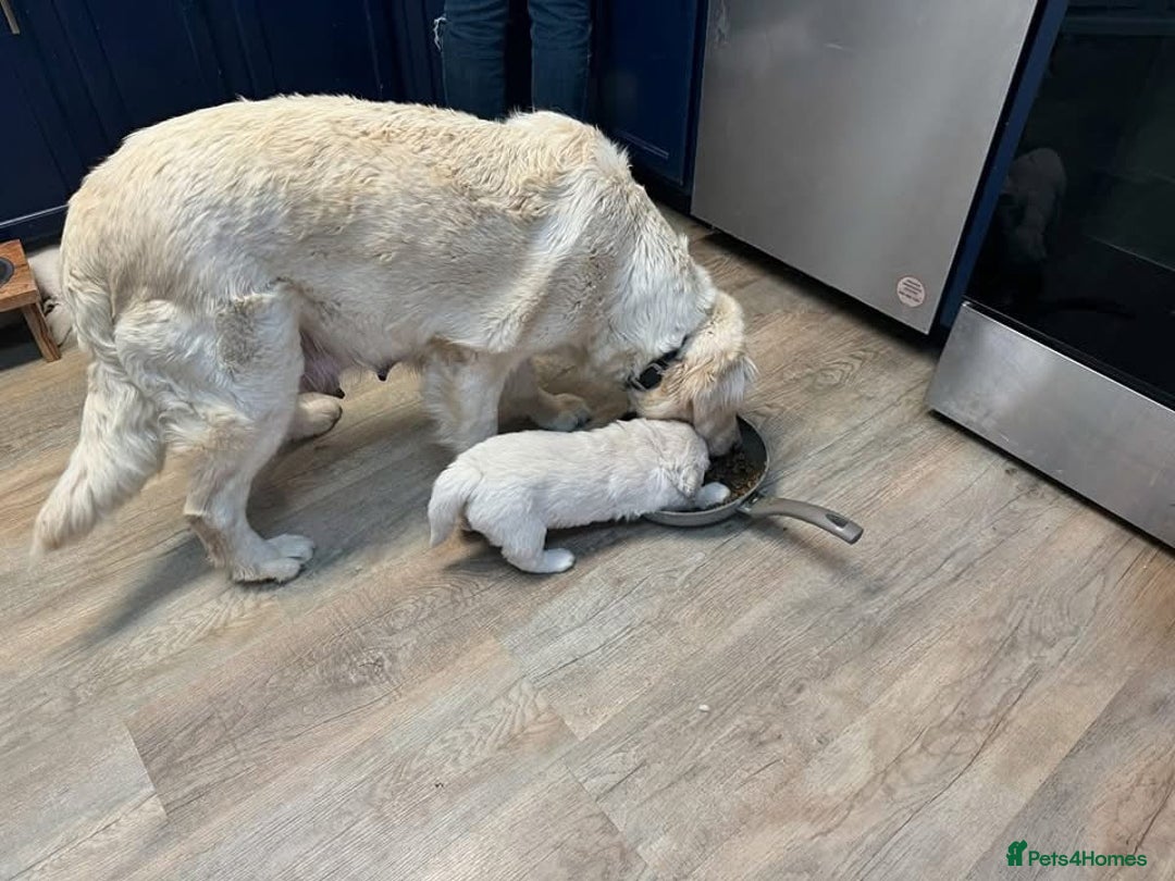 Golden Retriever dogs for sale: Stunning Golden Retriver Puppies - Image 8