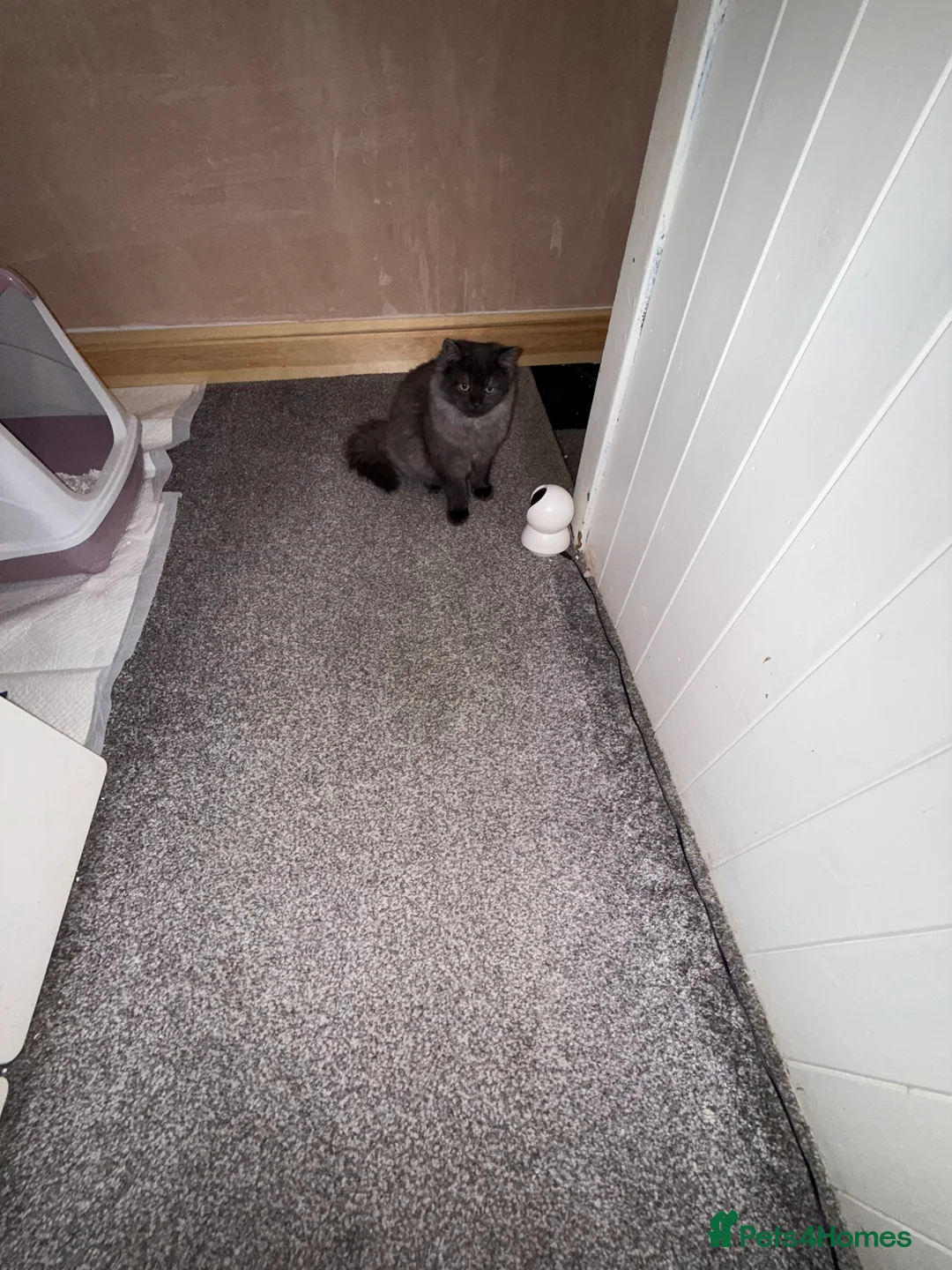 British Longhair cats for sale: British long hair x kittens ready to go  - Advert 8