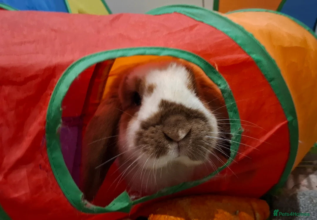 English Lop rabbits for sale: English lop cross - Advert 1