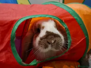 English Lop rabbits English lop cross - Advert 1